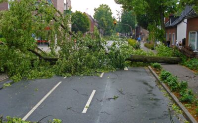 Who is Responsible for Fallen Trees in Massachusetts?