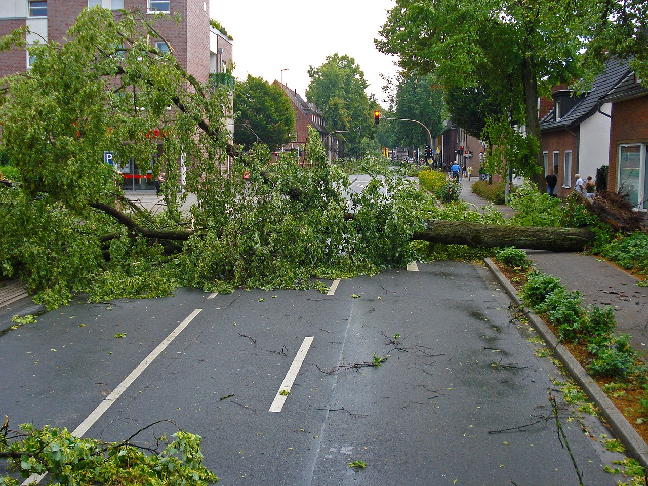 storm damage can fell trees in public places